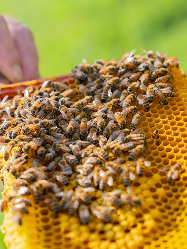Bee Keeping at Ernespie Farm