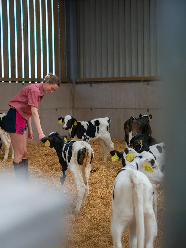 calves on ernespie farm