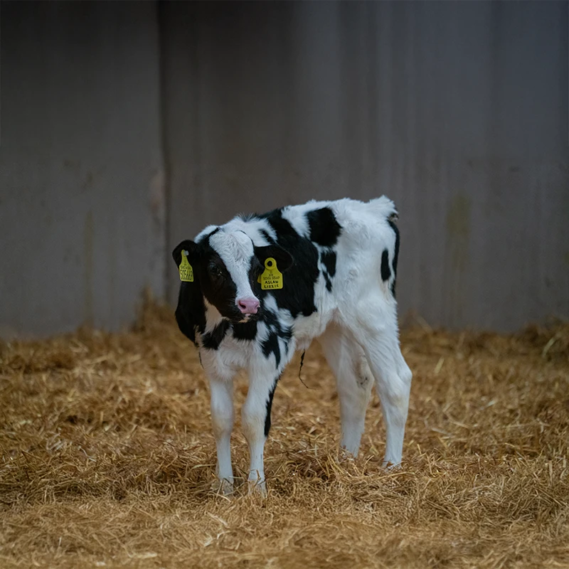 calf at ernespie farm